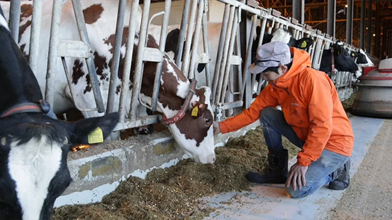 酪農牧場スタッフ/現場業務
